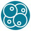 embryo