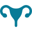 uterus